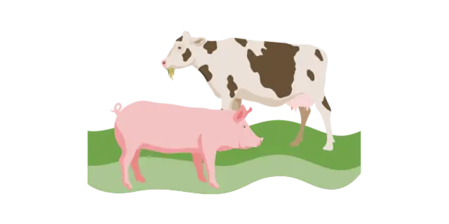 Die Illustration zeigt ein Rind und ein Schwein.
