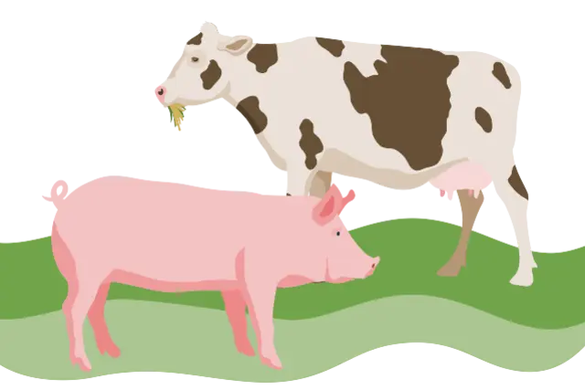 Die Illustration zeigt ein Rind und ein Schwein.