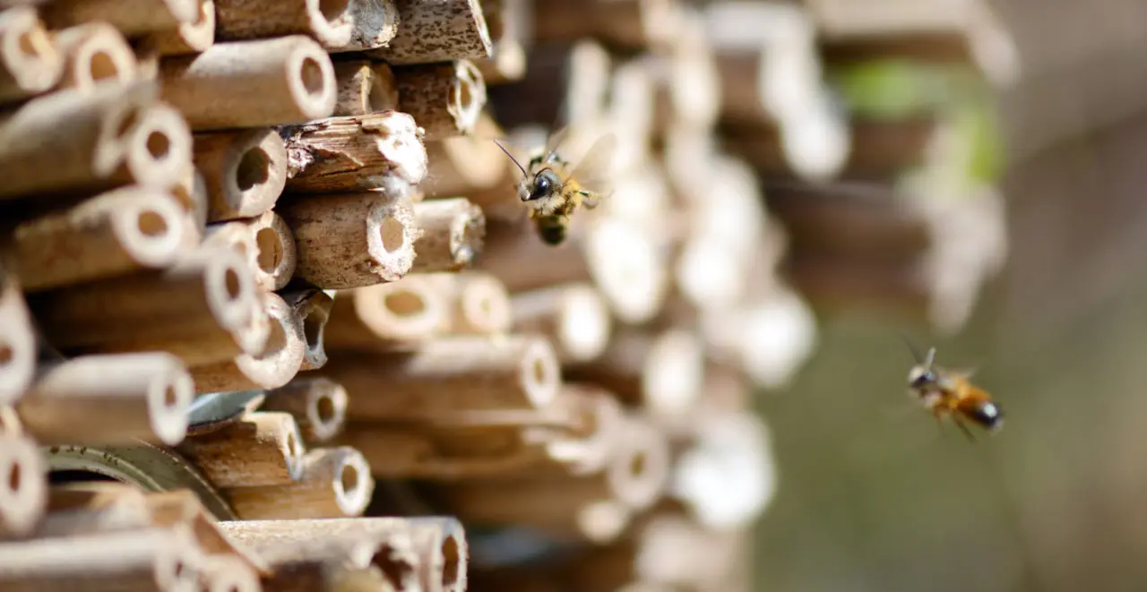 Mehrere Wildbienen landen in einem Insektenhotel.