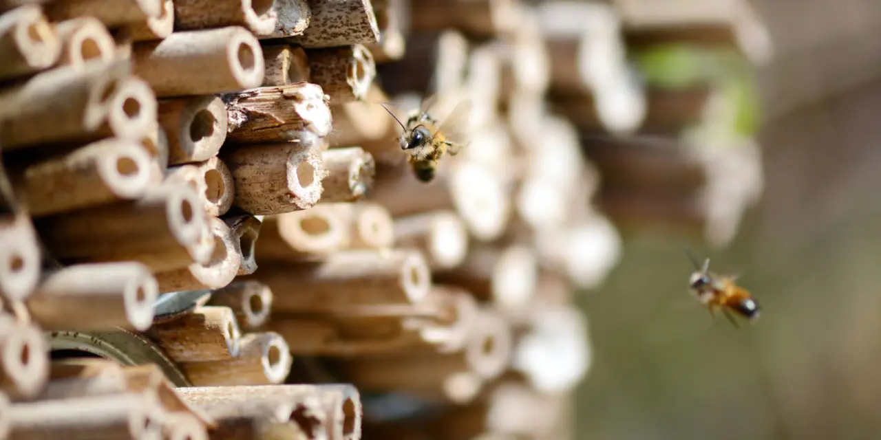 Mehrere Wildbienen landen in einem Insektenhotel.