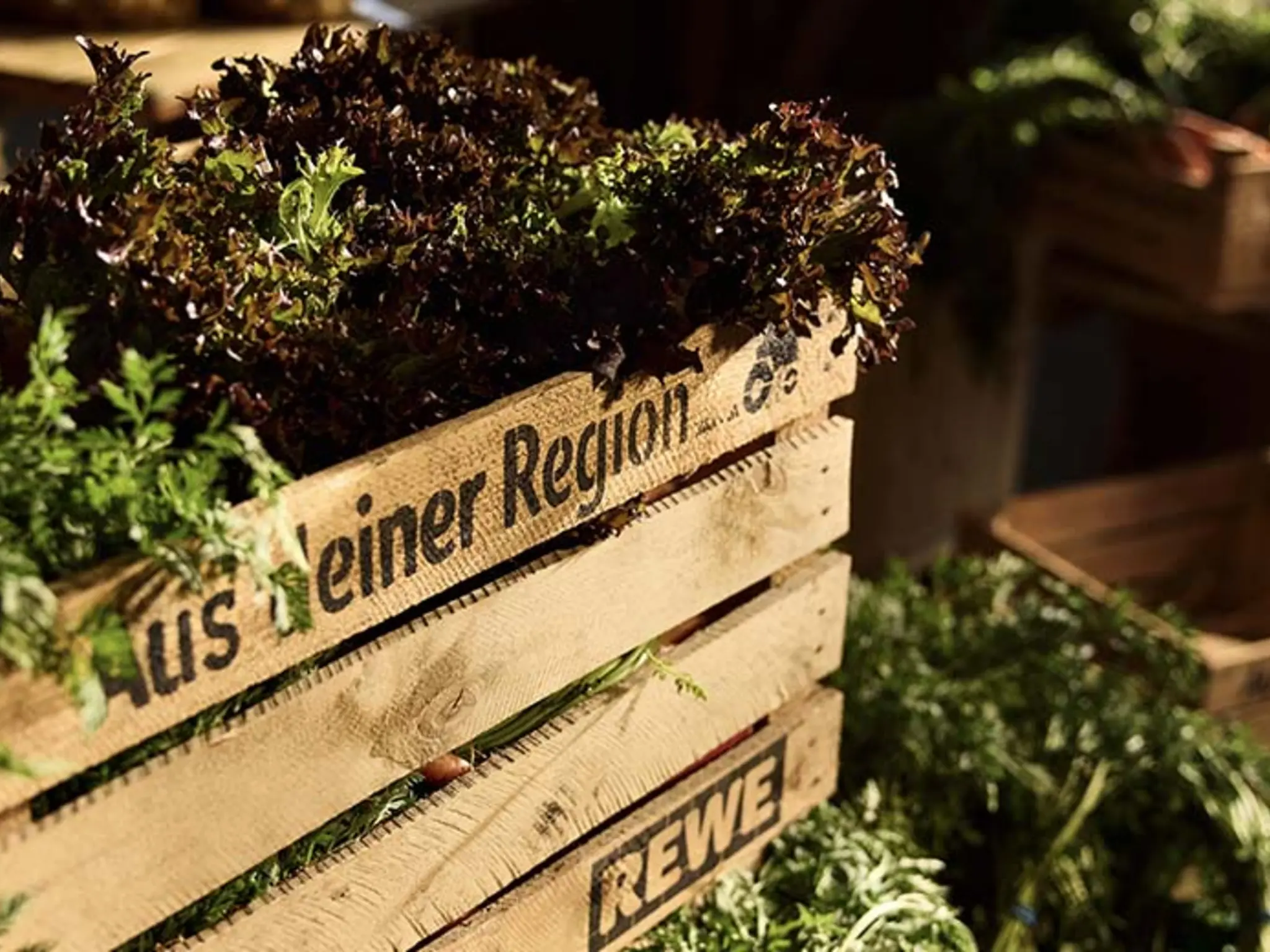 Mehrere Holzkisten voll frischem Salat und Möhren. Auf einer Kiste sind das REWE Logo und der Text „Aus deiner Region” eingebrannt.
