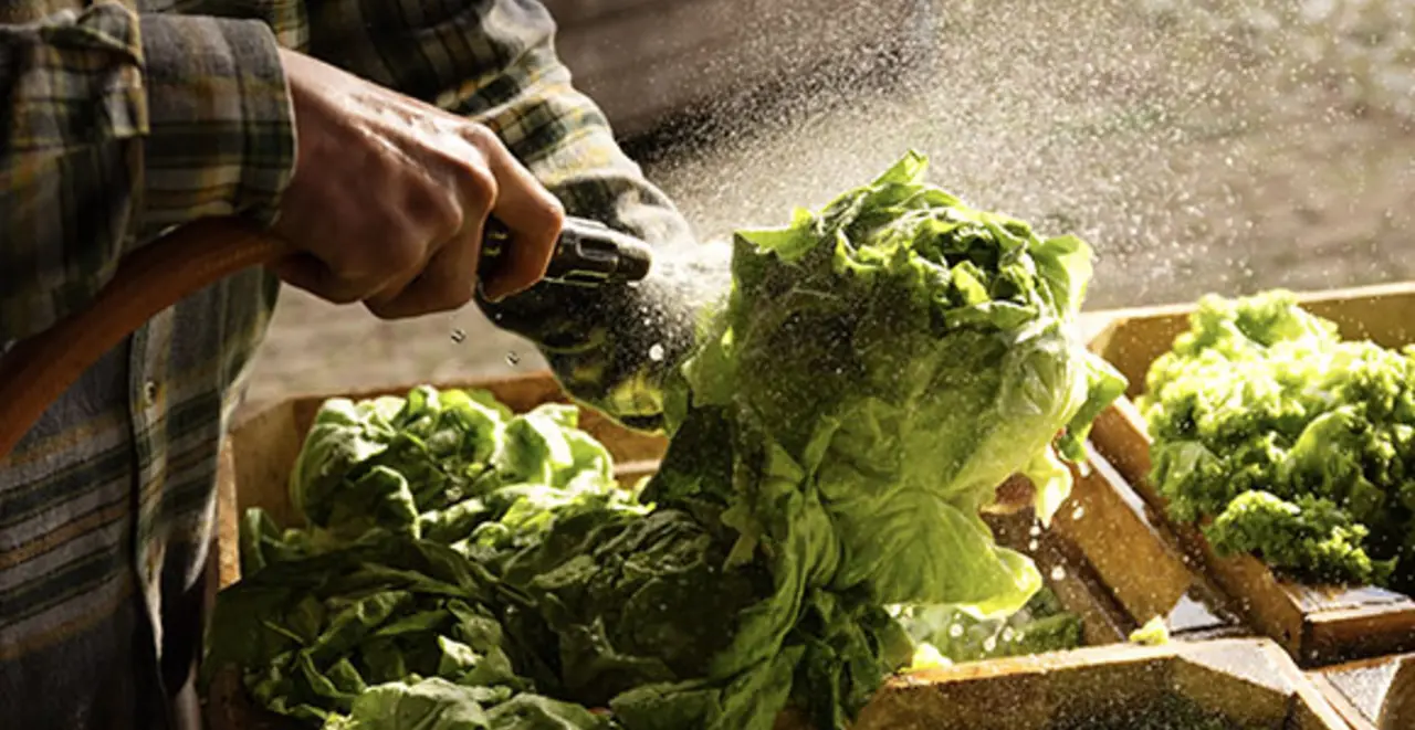 Ein Landwirt säubert erntefrischen Salat mit einem Wasserschlauch.