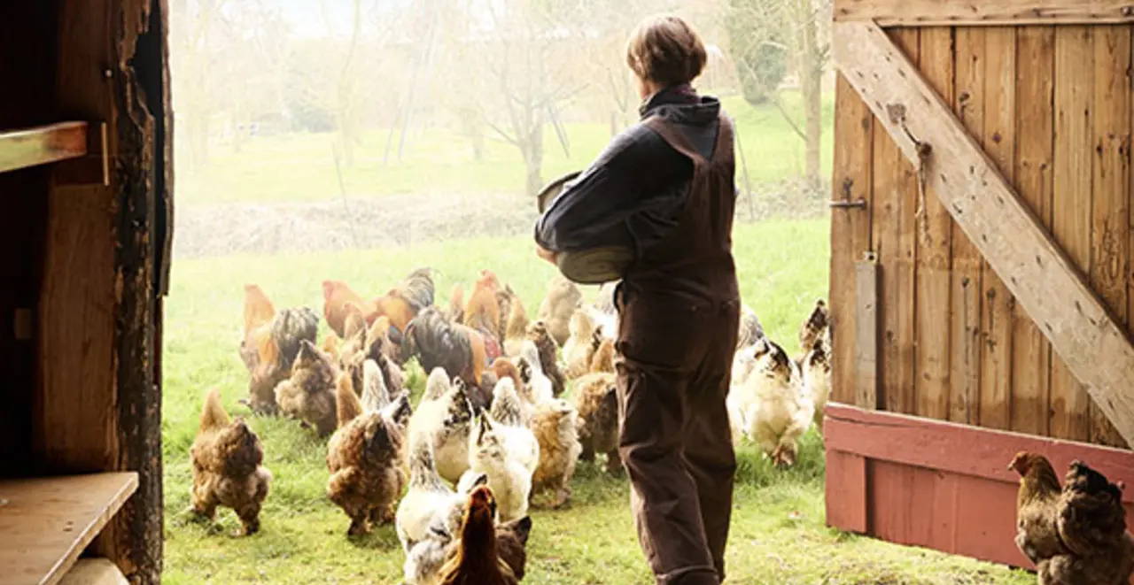 Eine Landwirtin lässt eine Schar Hühner aus dem Stall ins Außengehege.