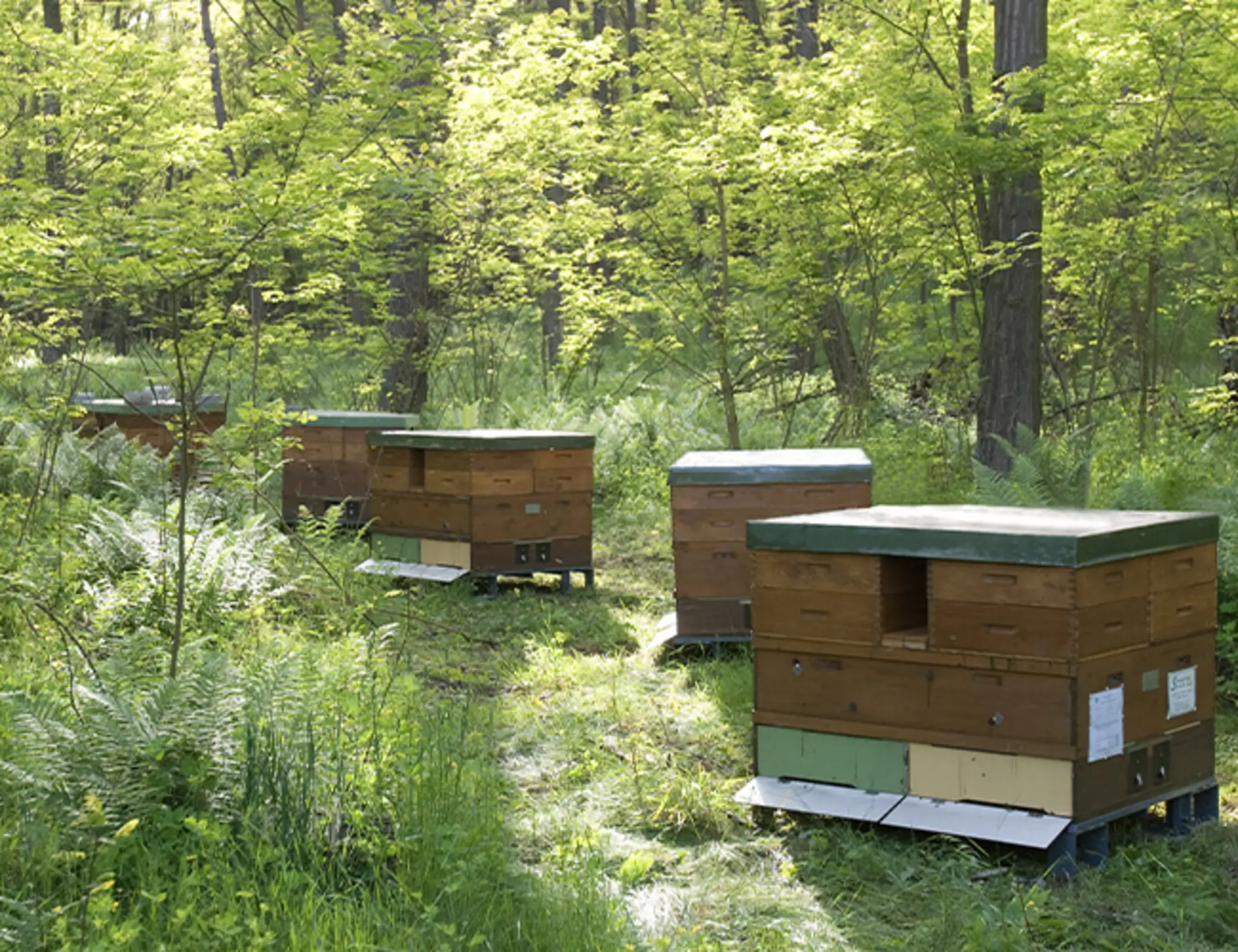Mehrere Bienenstöcke im Wald.