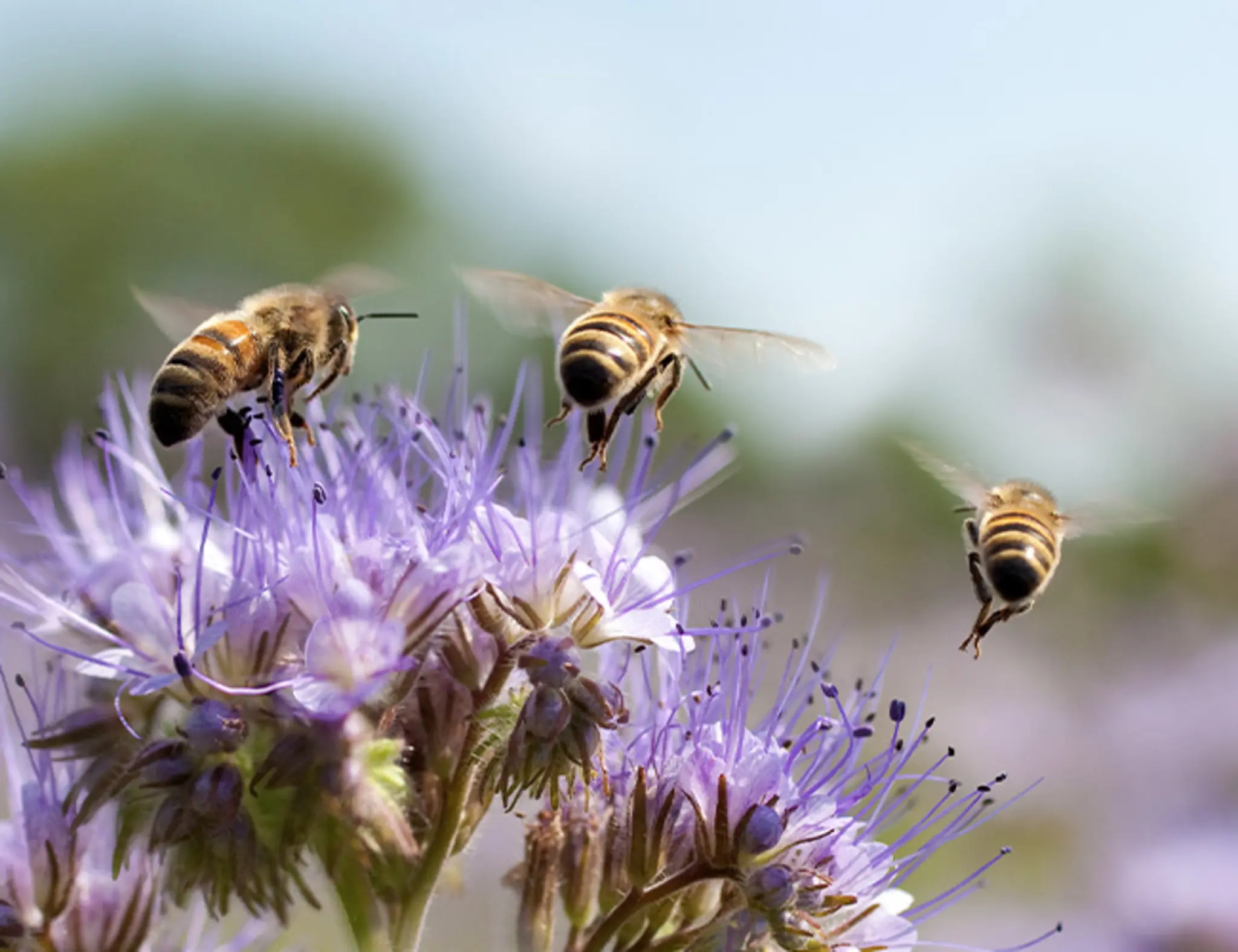 Honigbienen fliegen auf eine Akazienblüte zu.