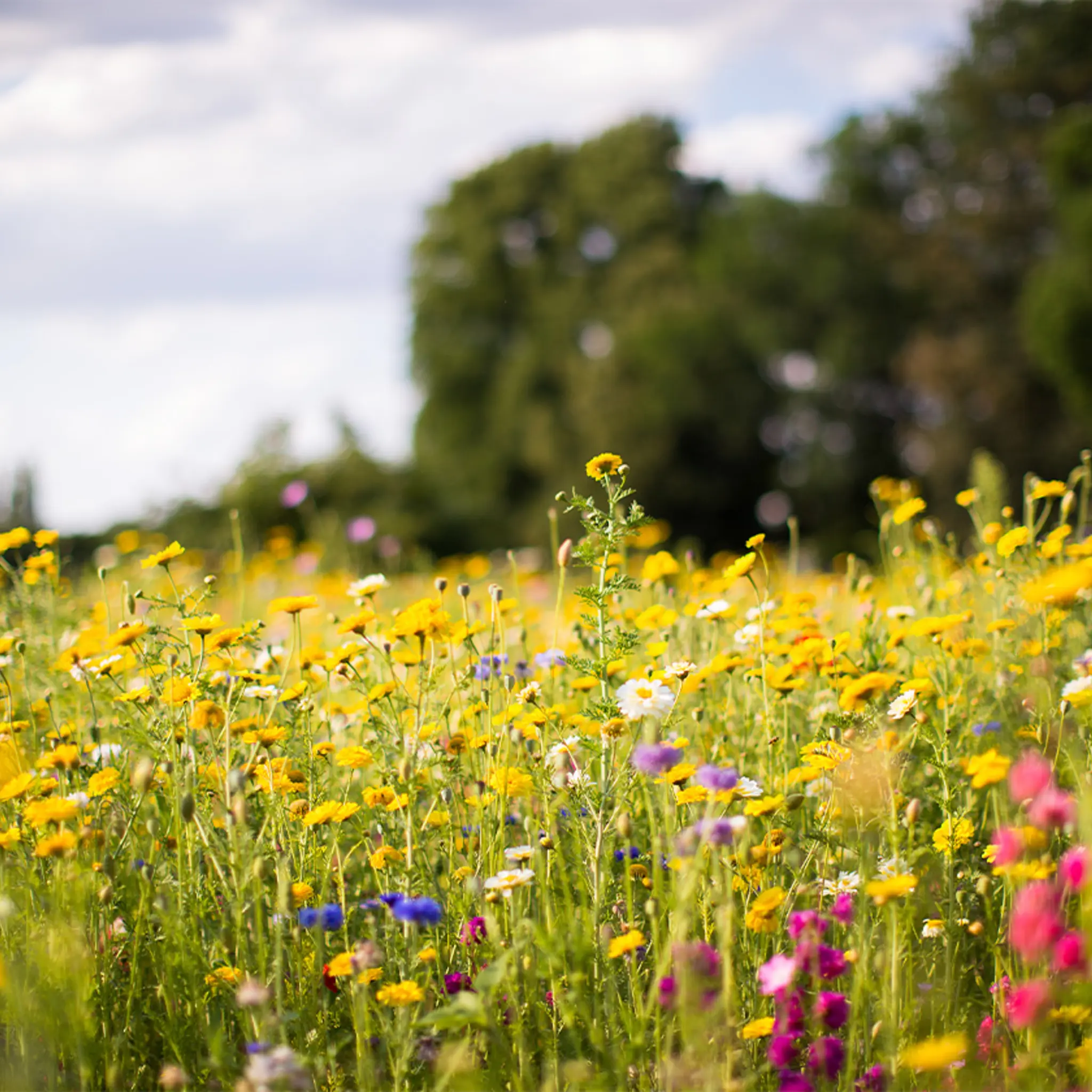 Eine Wiese mit bunten Wildblumen, auf der Insekten Nahrung finden.