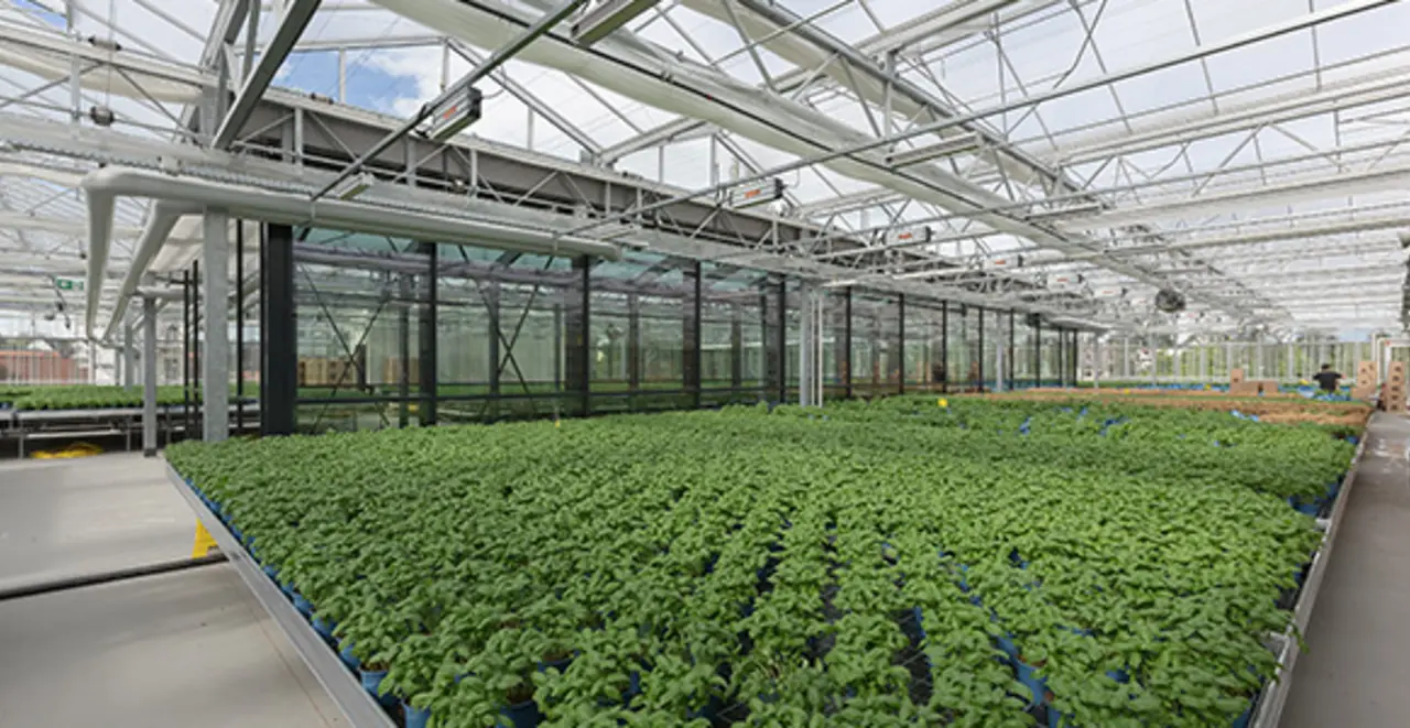 Die Dachfarm des Green Farming Marktes in Wiesbaden-Erbenheim. Hier wachsen Basilikum-Pflanzen.