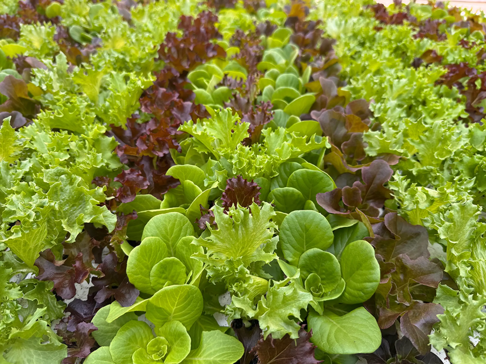 Grüne und rote Salatblätter wachsen dicht nebeneinander.