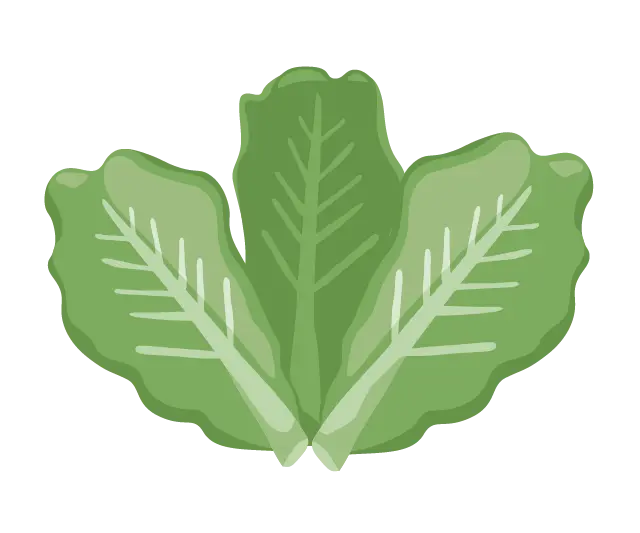 Drei illustrierte, frische Salatblätter.