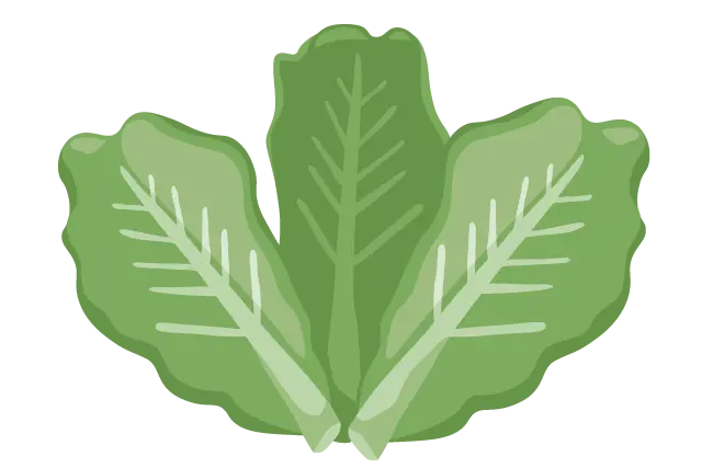 Drei illustrierte, frische Salatblätter.