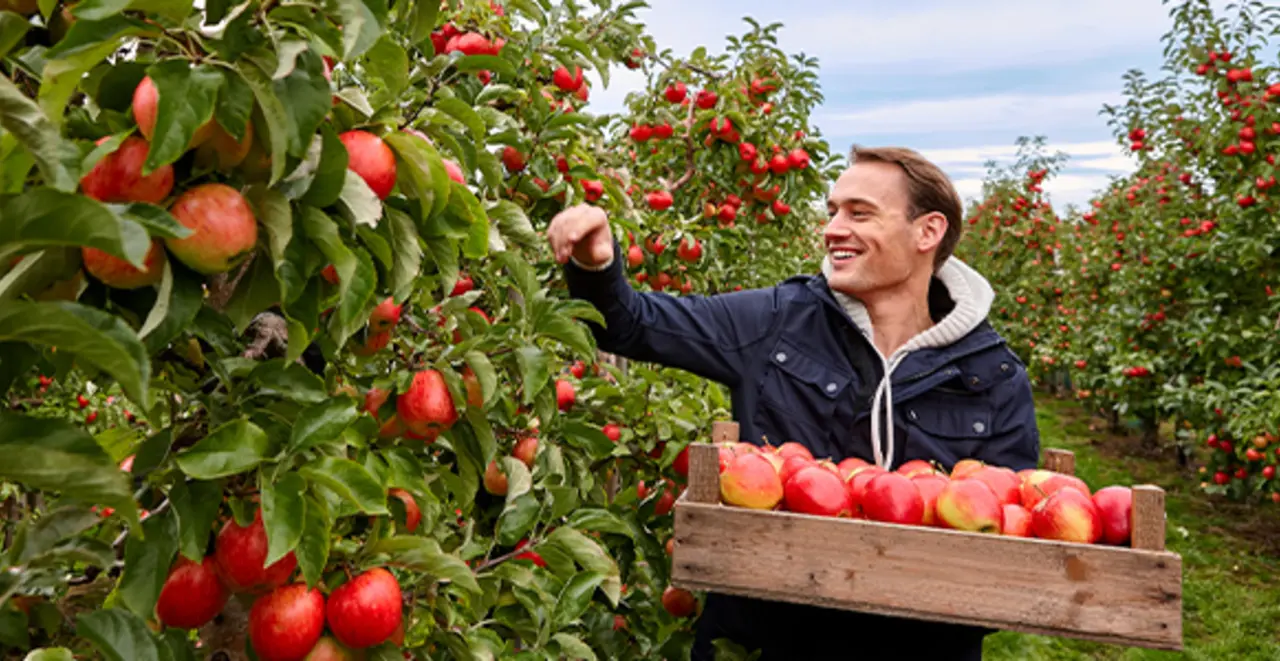 Ein Landwirt mit einer Obstkiste zwischen Apfelbäumen. Er pflückt einen Apfel. 