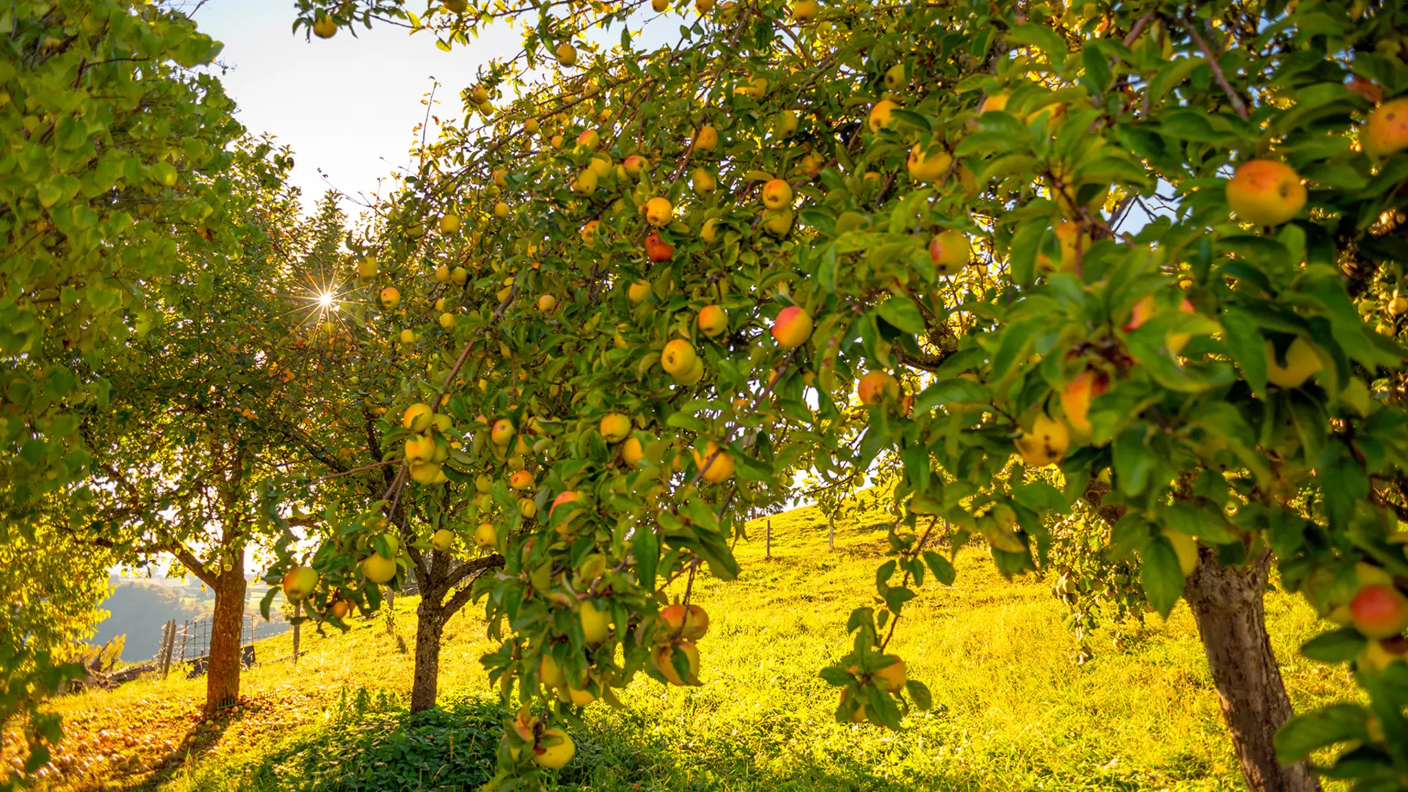 Eine sonnige Landschaft mit Obstbäumen.