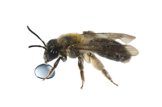 Eine trinkende Biene.