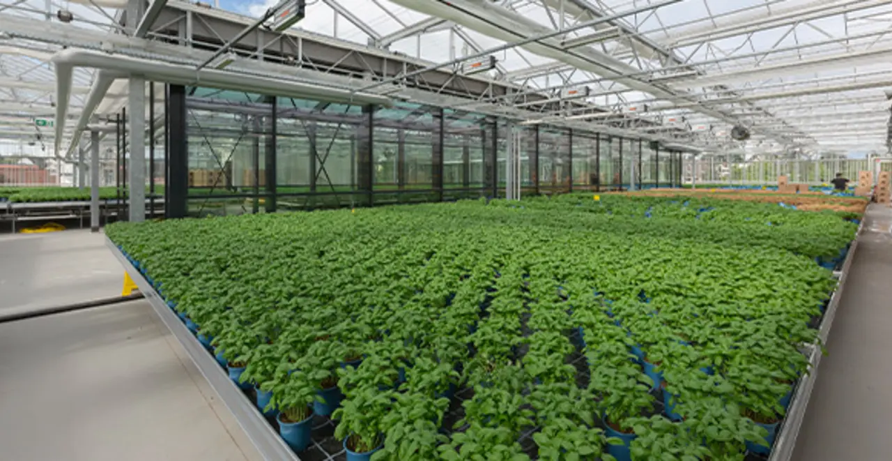 Die Dachfarm des Green Farming Marktes in Wiesbaden-Erbenheim. Hier wachsen Basilikum-Pflanzen.