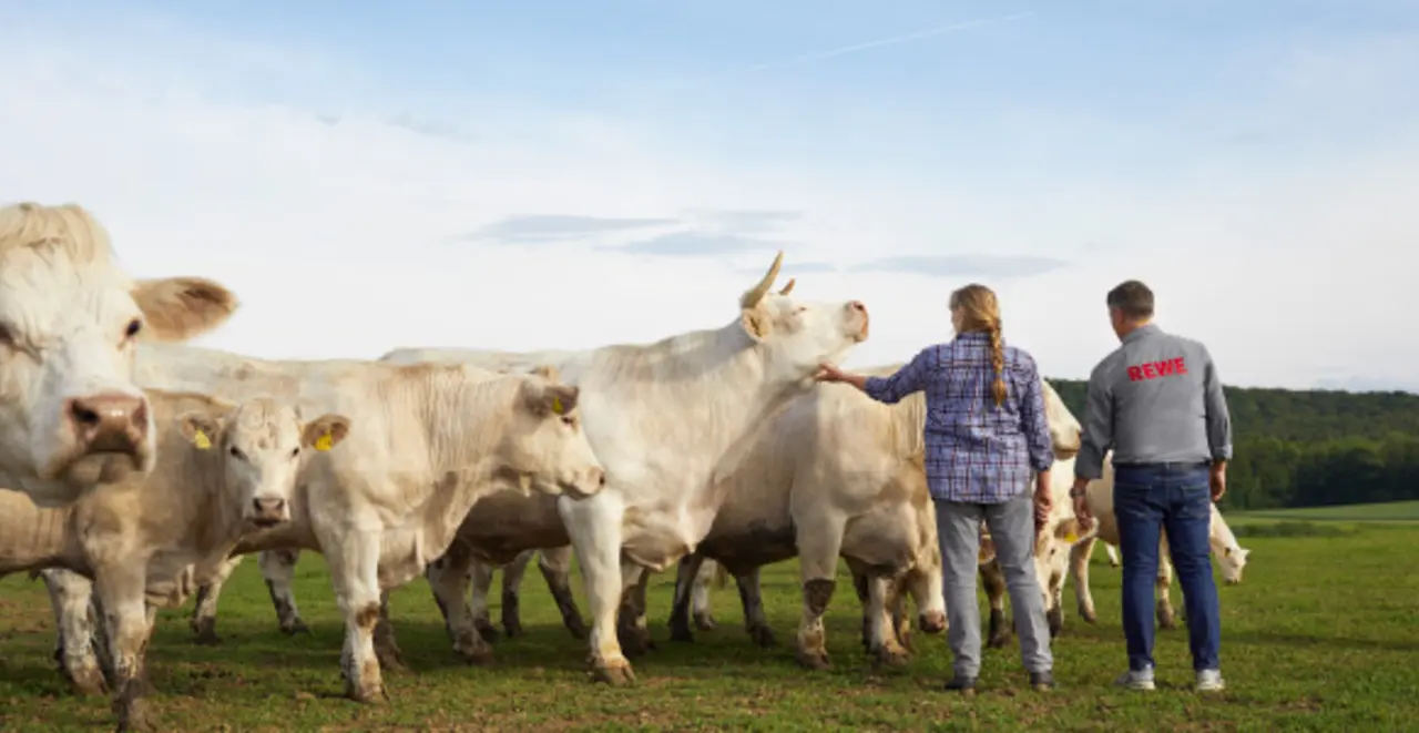 Eine Landwirtin und ein REWE Mitarbeiter mit einer Herde Rinde. Die Landwirtin streichelt eines der Tiere am Kopf.