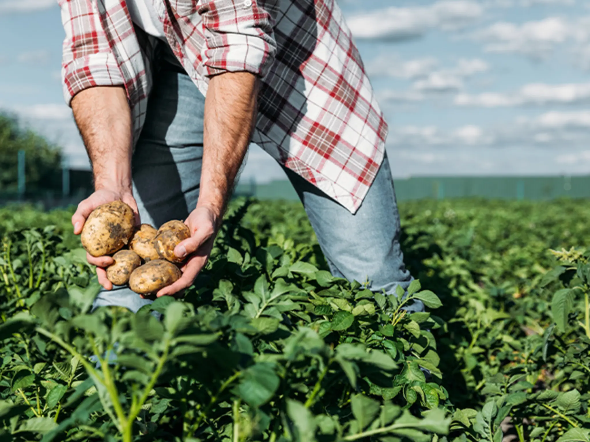 Bio-Landwirtschaft hat viele Vorteile: Sie spart unter anderem wertvolle Ressourcen. Und sie verursacht weniger Treibhausgas-Emissionen als konventionelle Landwirtschaft. Dadurch schont sie das Klima. Außerdem trägt sie zur Bodengesundheit bei, schützt die Gewässer und stärkt die Artenvielfalt.