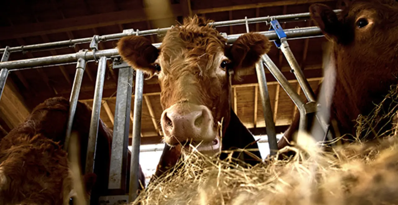 Rinder in einem hellen, luftigen Außenklima-Stall. Die Darstellung vermittelt: artgerechtere Haltungsbedingungen.
