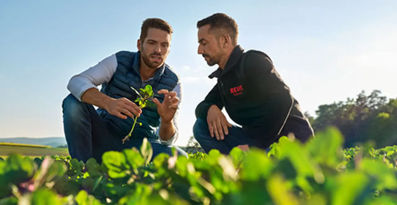 REWE Kaufmann Tino Kley besucht Landwirt Johannes Grenzebach auf seinen Quinoa-Feldern. Die Darstellung vermittelt: Tino weiß genau, woher die regionalen Produkte in seinem Markt kommen. 