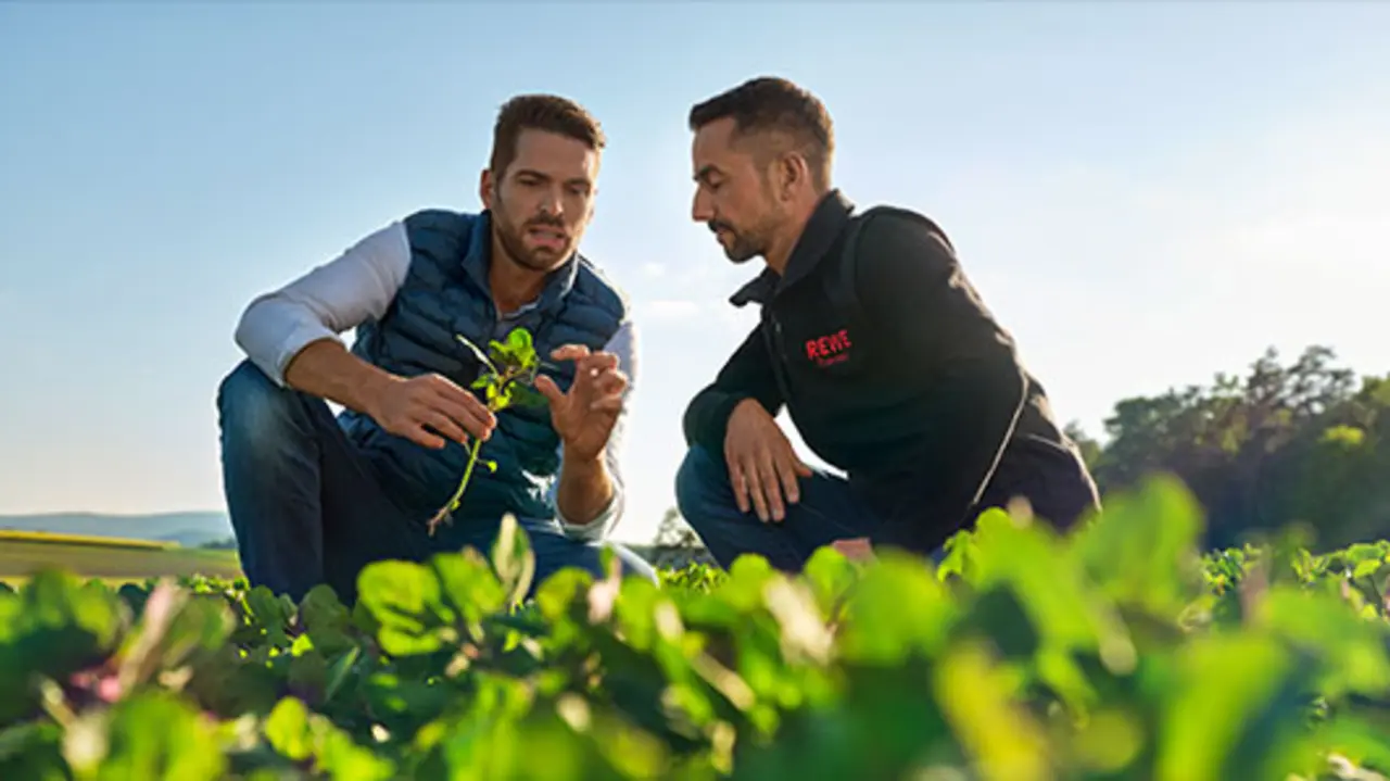 REWE Kaufmann Tino Kley besucht Landwirt Johannes Grenzebach auf seinen Quinoa-Feldern. Die Darstellung vermittelt: Tino weiß genau, woher die regionalen Produkte in seinem Markt kommen. 