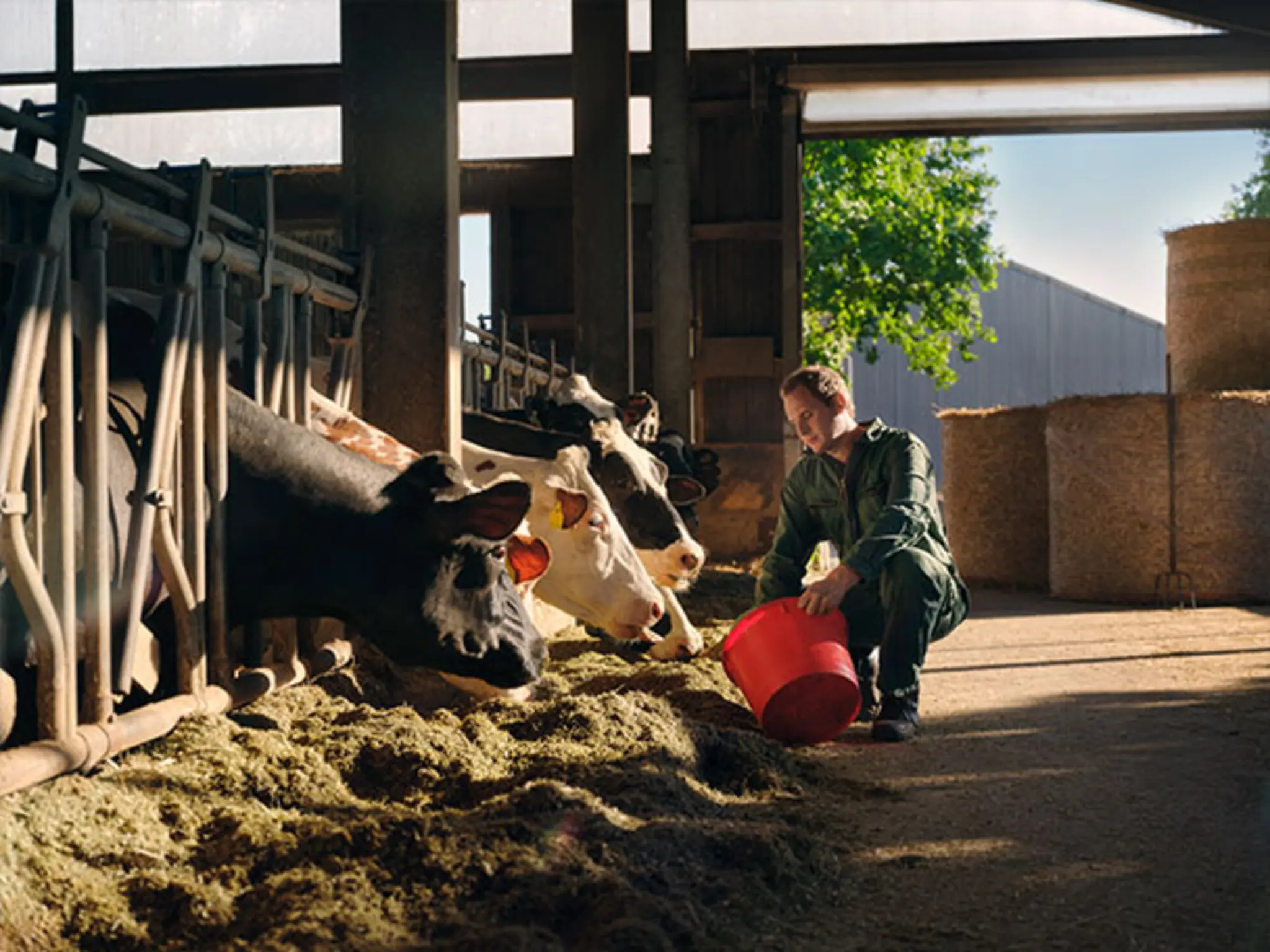 Landwirt David Engel füttert im hellen, luftigen Kuhstall des Engelshofs die Tiere. Die Darstellung vermittelt: Hier achtet man aufs Tierwohl.