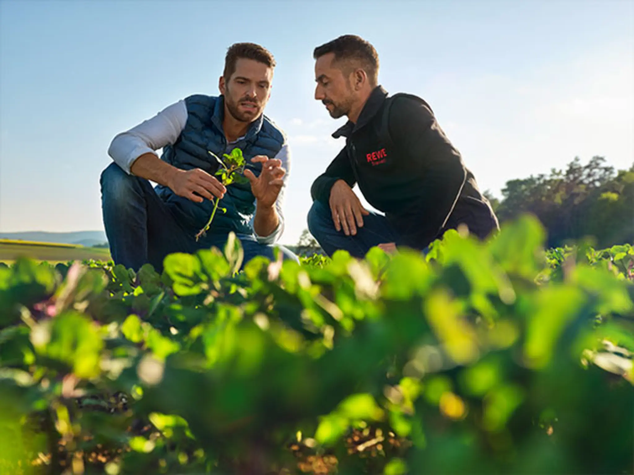 REWE Kaufmann Tino Kley besucht Landwirt Johannes Grenzebach auf einem von dessen Quinoa-Feldern. 