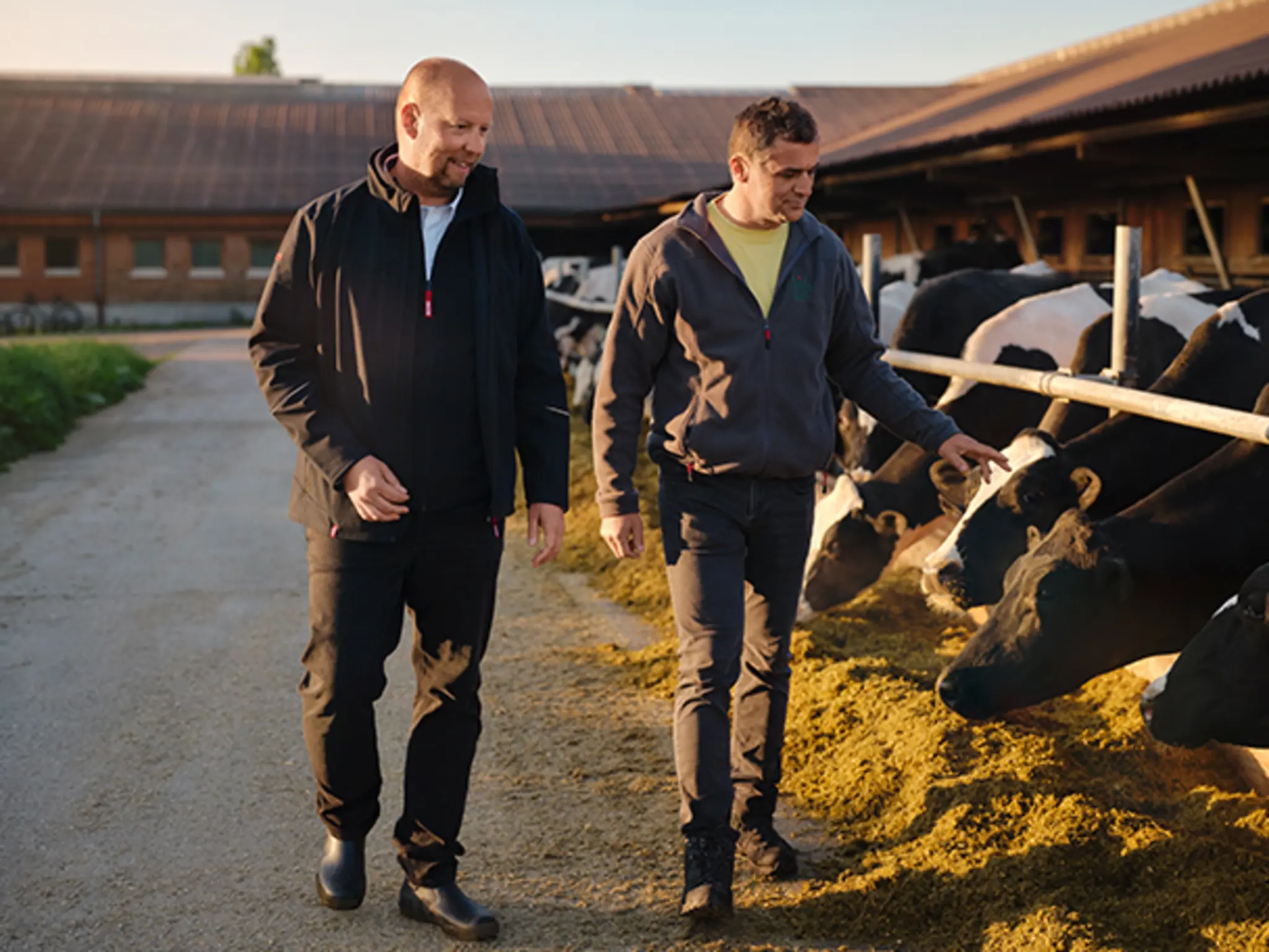 Karsten Döbelt und Ricco Hahn gehen an den luftigen Außenställen vorbei, in denen die Milchkühe vom Landgut Nemt gerade fressen.