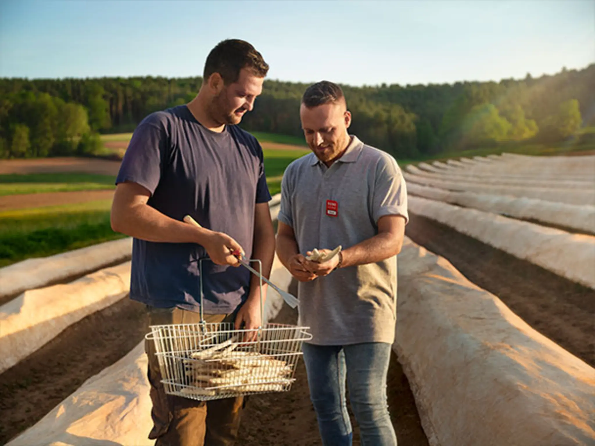 REWE Kaufmann Manuel Pfeffer hilft Landwirt Martin Walther auf dem Feld beim Spargelstechen.