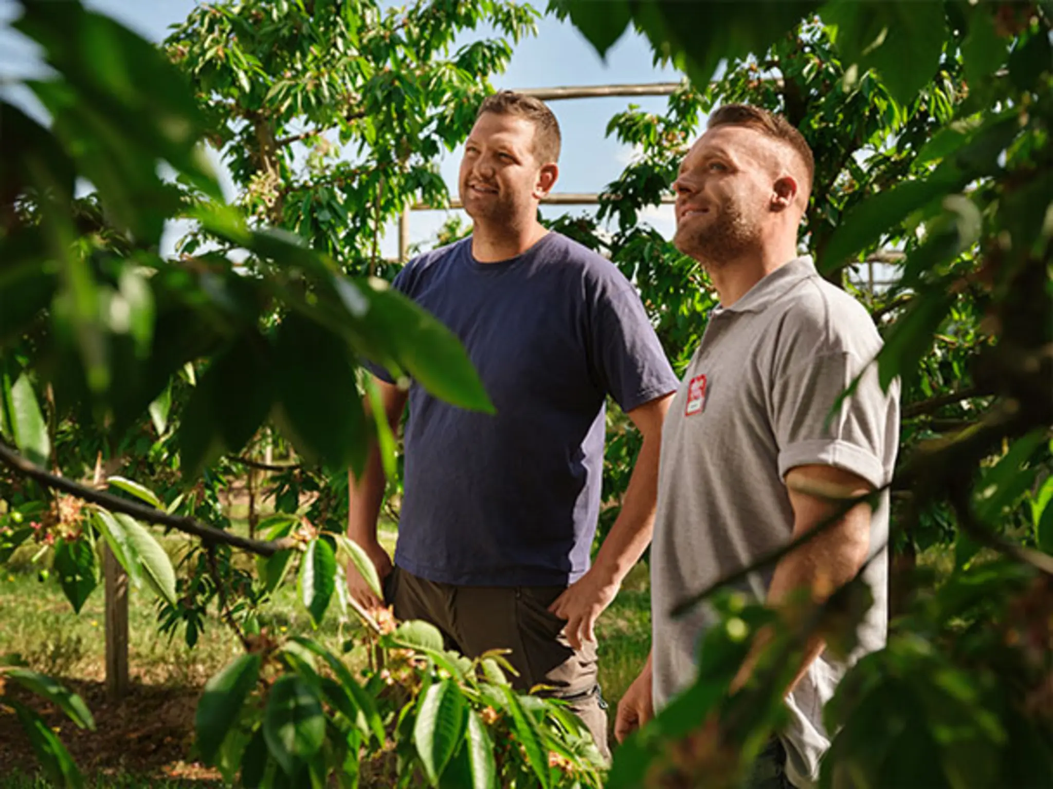 Manuel Pfeffer und Martin Walther betrachten erwartungsvoll die Kirschbäume des Obsthofs. Das Wetter wirkt mild und sonnig, doch die Bäume stehen noch nicht in Blüte.
