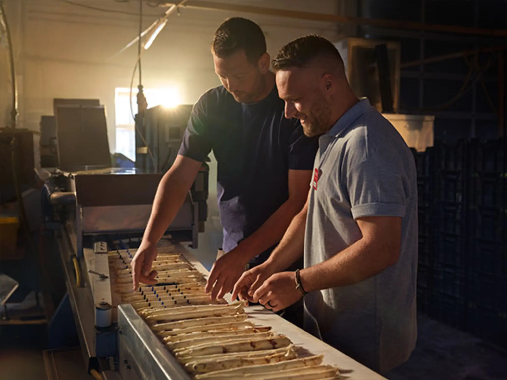 Manuel Pfeffer und Martin Walther sortieren gemeinsam erntefrischen Spargel auf einem Fließband. 