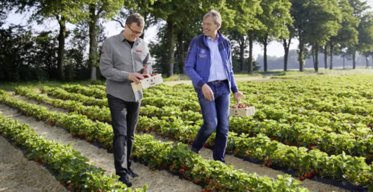 Landwirt Eberhard Schmücker und REWE Kaufmann Stefan Lenk spazieren über ein Erdbeerfeld.