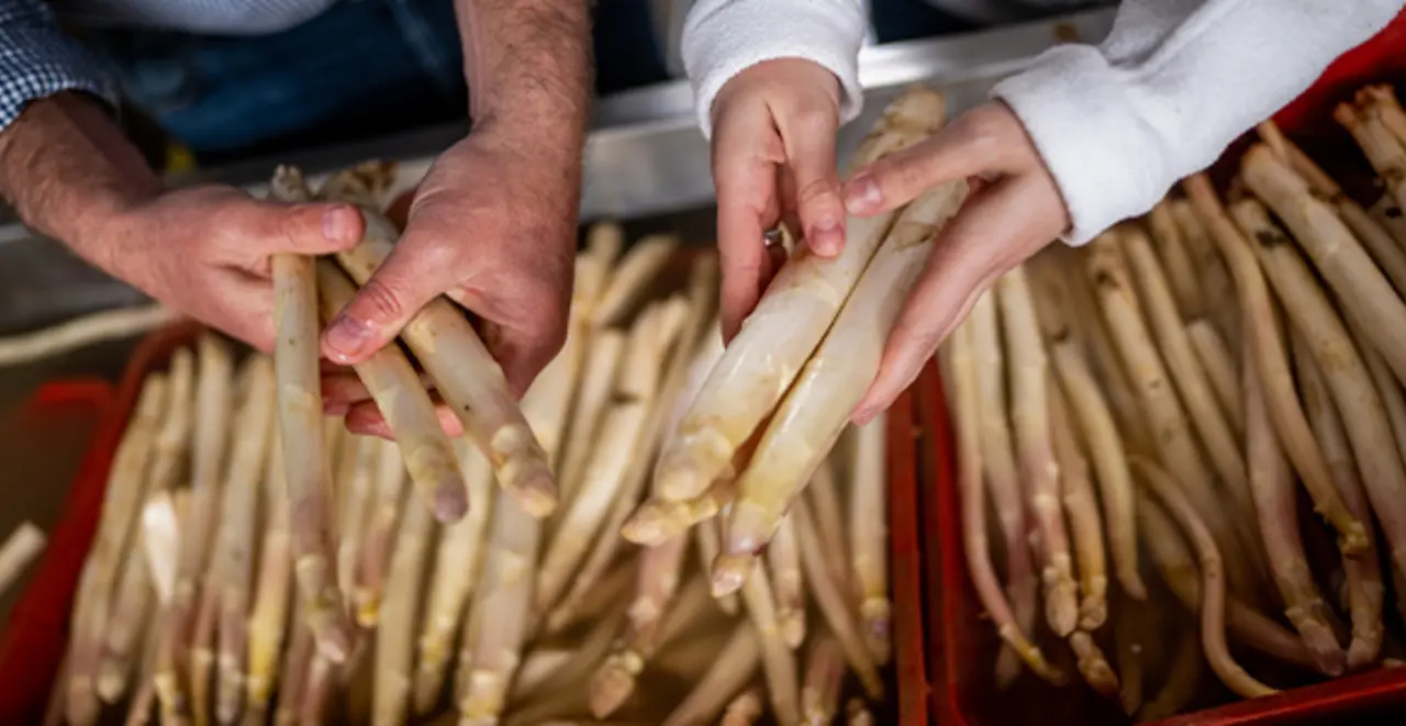 Zwei Personen begutachten frische weiße Spargelstangen. 