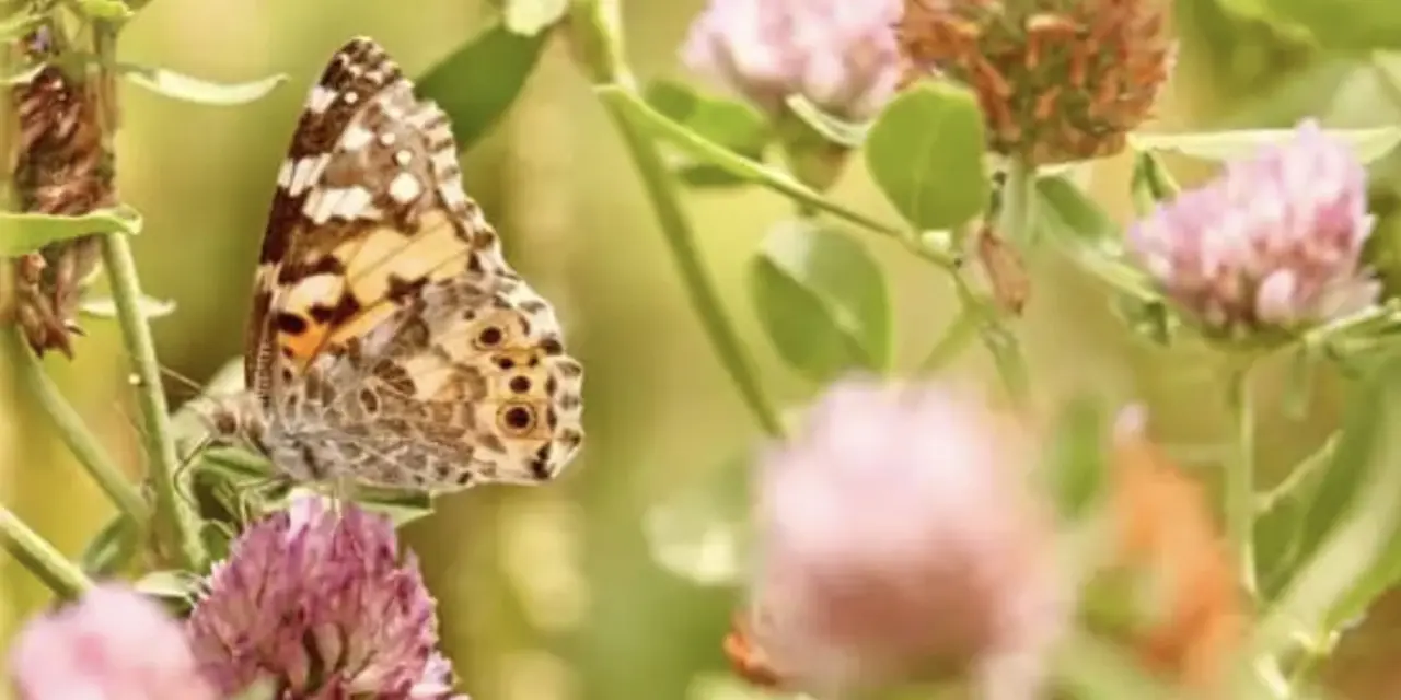 Eine Nachaufnahme einer Wildblumenwiese. Ein Schmetterling sitzt auf einer Kleeblüte.