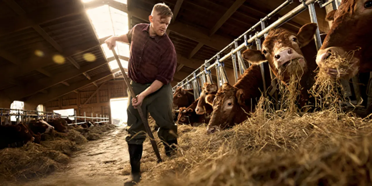 In einem hellen, luftigen Stall. Ein regionaler Landwirt füttert Rinder mit Heu.