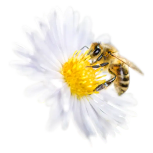 Eine Wildbiene auf einer Blüte.