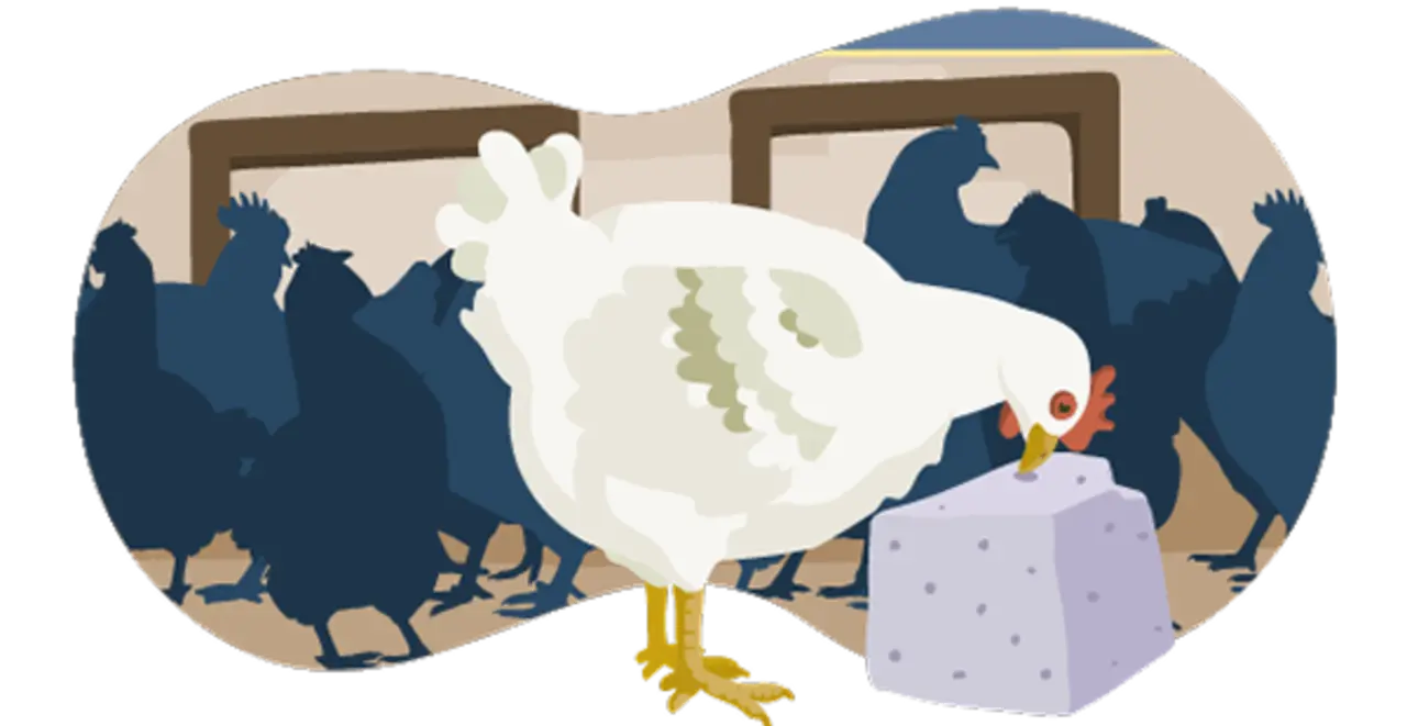 Die Illustration zeigt ein Hähnchen im Stall. Die Bedingungen entsprechen Haltungsstufe 2. Die Vögel haben etwas mehr Platz als bei Haltungsstufe 1. Das Hähnchen pickt an einem Pickstein.