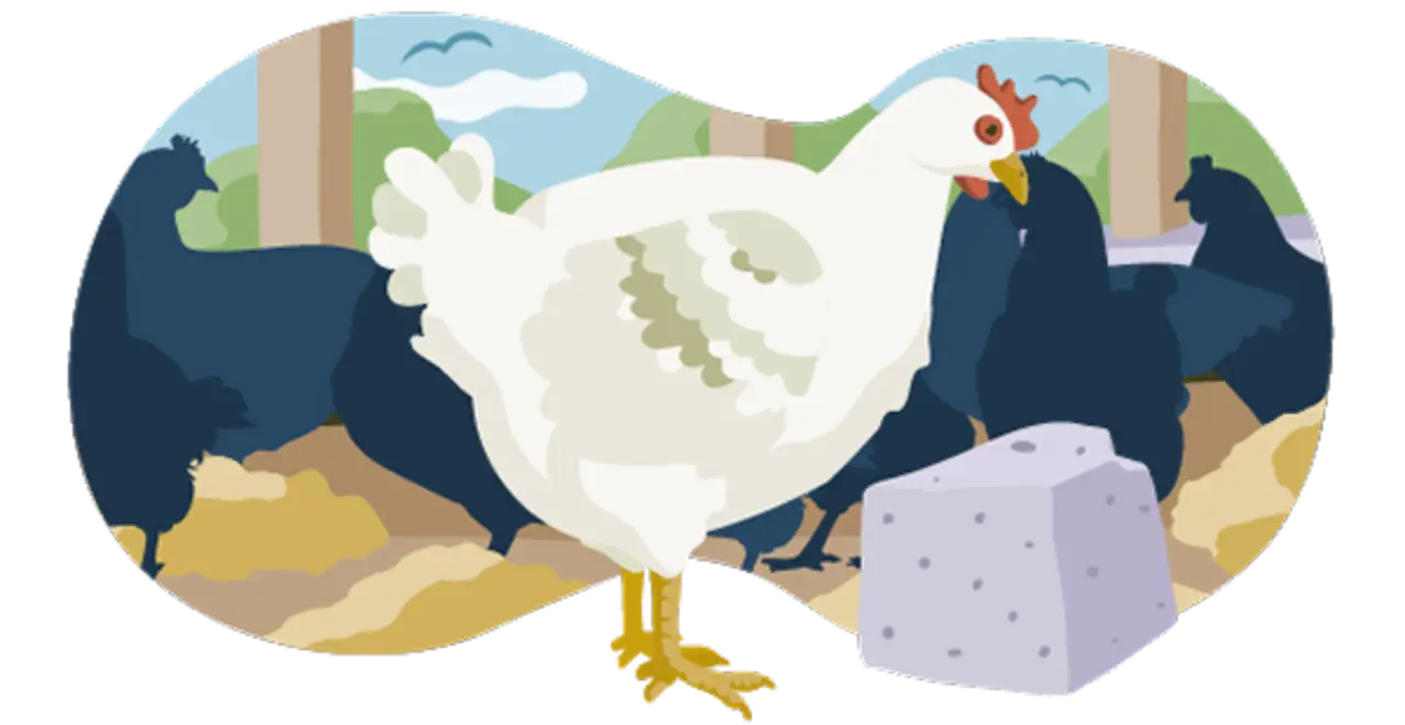 Ein Hähnchen im Außenklimabereich. Im Hintergrund sind andere Vögel zu sehen. Die Tiere haben deutlich mehr Platz als bei den unteren Haltungsstufen. Auf dem Boden liegen Picksteine und Stroh zur Beschäftigung.