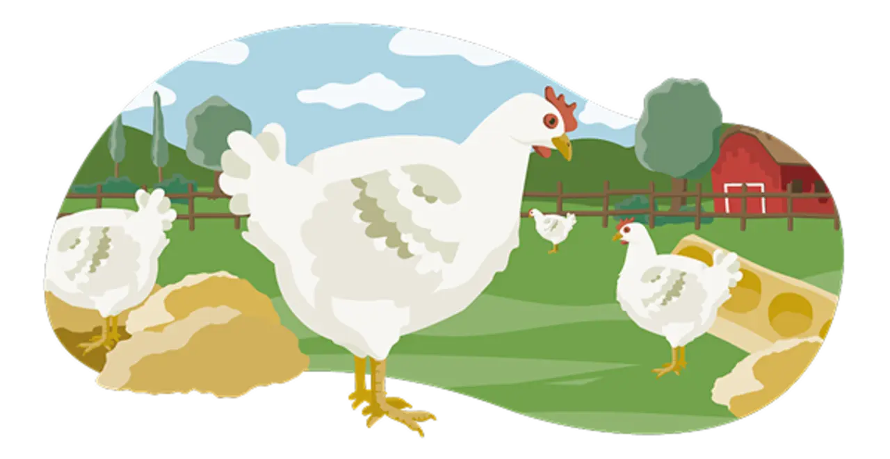 Drei Hähnchen draußen auf einer Wiese. Sie haben viel Bewegungsfreiheit. Die Bedingungen entsprechen Haltungsstufe 4.