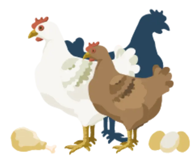 Die Illustration zeigt Hähnchen und Henne einer Zweinutzungsrasse. Neben ihnen liegen einige Eier und ein Hähnchenschenkel.