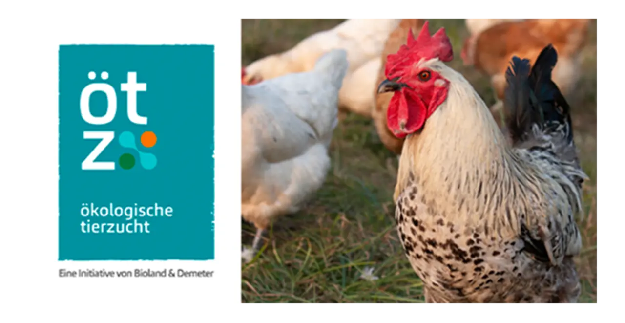 In der linken Bildhälfte ist das Logo der ÖTZ Ökologische Tierzucht GmbH zu sehen. Darauf steht der Schriftzug „Eine Initiative von Bioland & Demeter“. Die rechte Bildhälfte zeigt einen Hahn und mehrere Hennen der Zweinutzungsrasse ÖTZ Coffee im Freigehege.