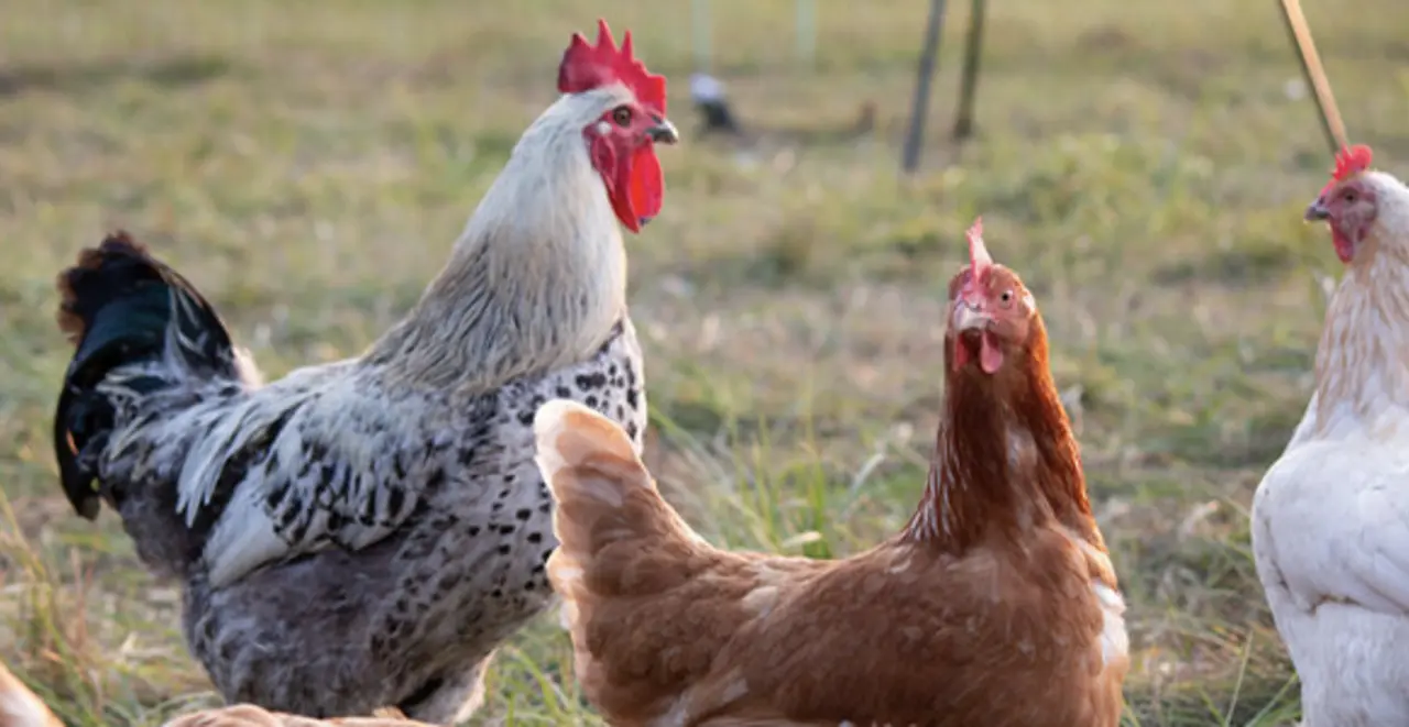 Ein Hahn und mehrere Hennen der Zweinutzungsrasse ÖTZ Coffee scharren im Freigehege nach Futter. 