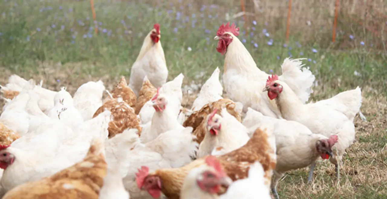 Eine Herde Zweinutzungshühner im Freigehege. Die Tiere suchen im Gras nach Futter.