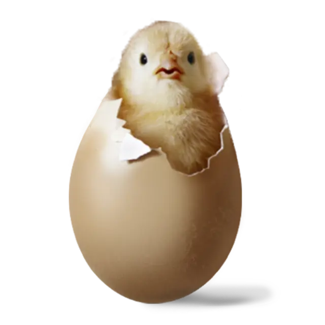 Ein kleines Küken schlüpft gerade aus seinem Ei. 