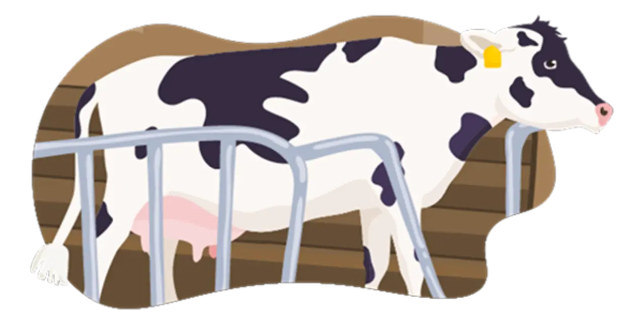 Eine Milchkuh liegt im Stall. Das Tier hat etwas mehr Platz als gesetzlich vorgeschrieben.