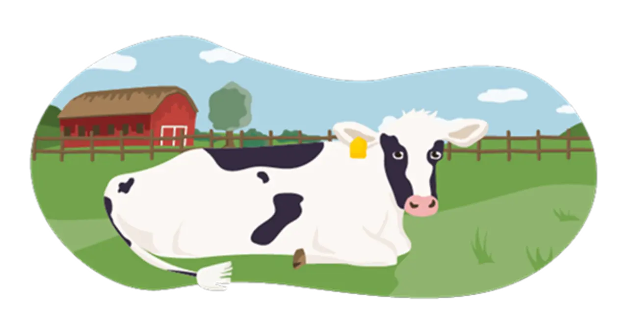 Eine Milchkuh auf der Weide. Sie ruht im Gras. Die Bedingungen entsprechen den Vorgaben der Bio-Haltung.