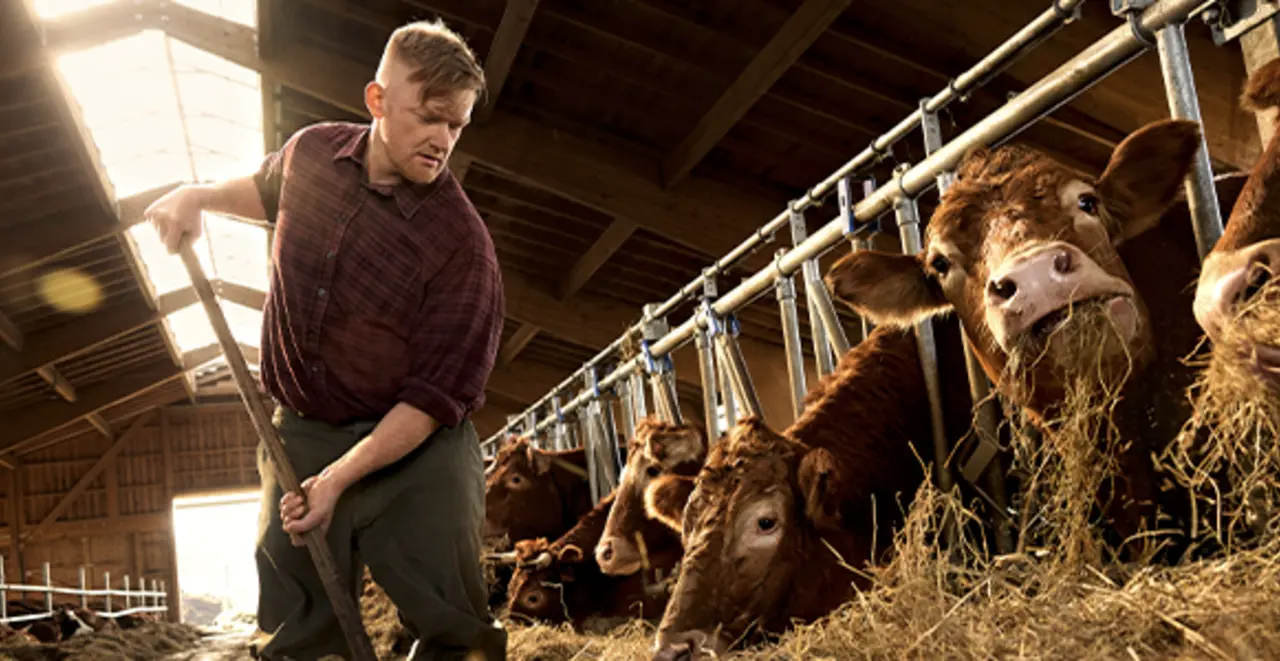 In einem hellen, luftigen Stall. Ein regionaler Landwirt füttert Rinder mit Heu.