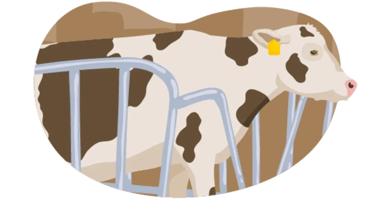 Die Illustration zeigt ein Rind, das nach den Vorgaben der Haltungsstufe 1 gehalten wird: Es steht im Stall, hat weder Scheuermöglichkeiten noch zusätzlichen Platz oder Auslauf.