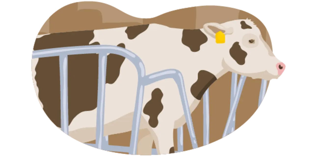 Die Illustration zeigt ein Rind, das nach den Vorgaben der Haltungsstufe 1 gehalten wird: Es steht im Stall, hat weder Scheuermöglichkeiten noch zusätzlichen Platz oder Auslauf.