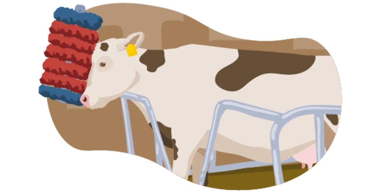 Die Illustration zeigt ein Rind, das nach den Richtlinien der Haltungsstufe 2 gehalten wird: Es hat mehr Platz im Stall als bei Haltungsstufe 1. Außerdem kann es sich an großen Bürsten scheuern.