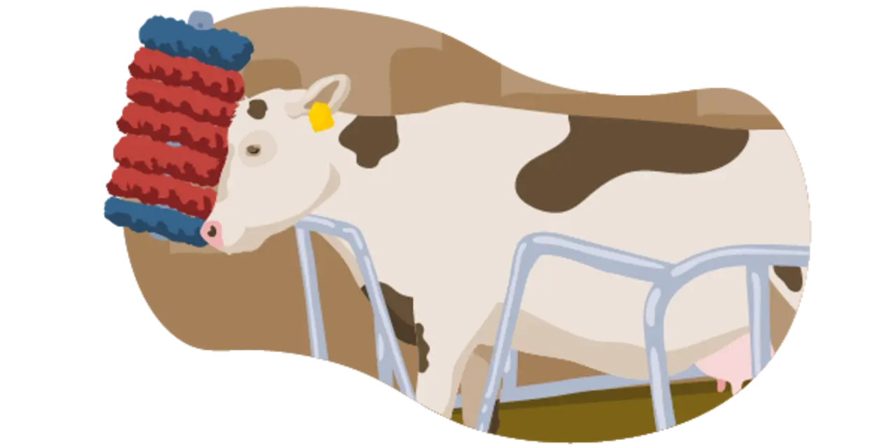 Die Illustration zeigt ein Rind, das nach den Richtlinien der Haltungsstufe 2 gehalten wird: Es hat mehr Platz im Stall als bei Haltungsstufe 1. Außerdem kann es sich an großen Bürsten scheuern.