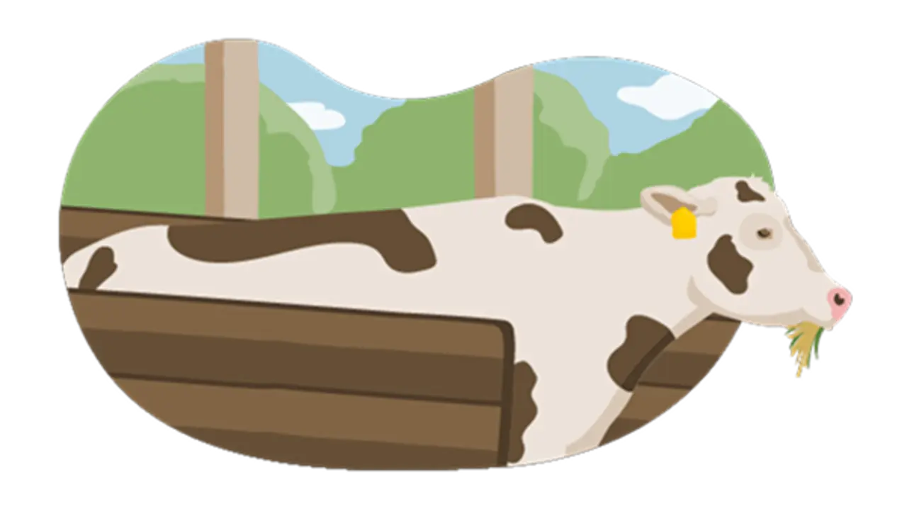 Die Illustration zeigt ein Rind, das nach den Vorgaben der Haltungsstufe 3 gehalten wird: Es hat mehr Platz im Stall als bei Haltungsstufe 1 und 2. Durch die offene Seite des Stalls sieht man den Himmel und Bäume. Das Rind kaut gentechnikfreies Futter.